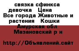 связка сфинкса. девочка › Цена ­ 500 - Все города Животные и растения » Кошки   . Амурская обл.,Мазановский р-н